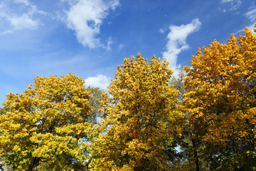 yellowed maple trees in autumn