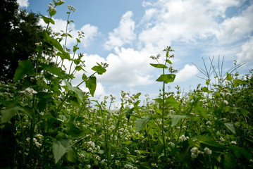 Buckwheat Cover Crop