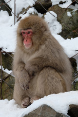 日本猿　地獄谷野猿公苑　長野県
