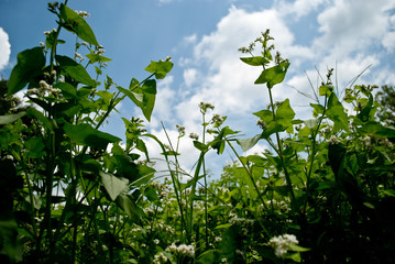 Buckwheat Cover Crop
