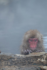 Naklejka premium 日本猿 地獄谷野猿公苑 長野県 