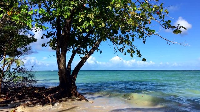High tide waves washing over the roots of a tropical tree as rising sea levels from global warming continue to threaten coastlines worldwide
