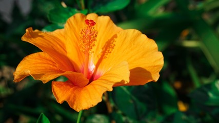 Orange Flower