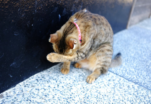 a street cat is grumming