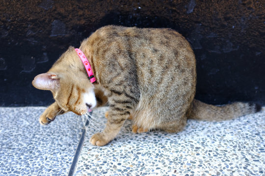 a street cat is grumming