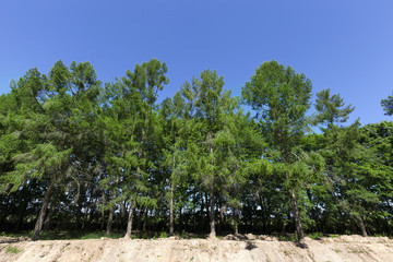 Fototapeta premium Landscape with spruce