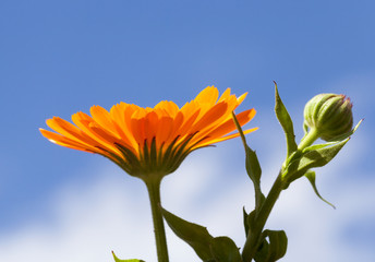 Flower Marigold