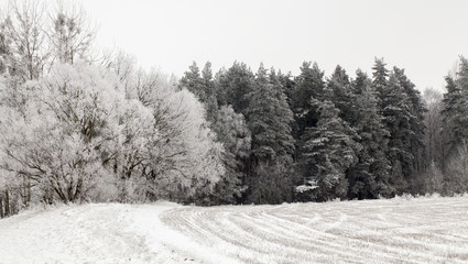 Hoarfrost on trees