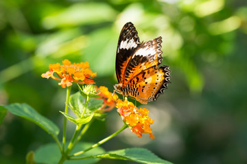 Butterfly on flower