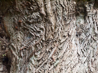 close up rough wooden bark texture background of oak tree