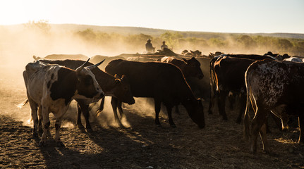 mustering, Kimberley