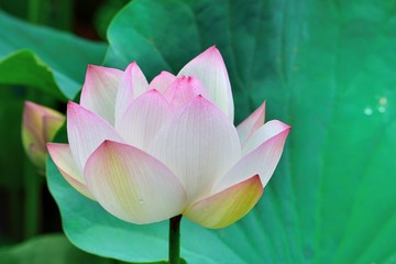 Pink water lily flower (lotus) on White background