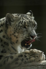 Snow Leapard