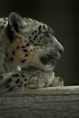 Snow Leapard