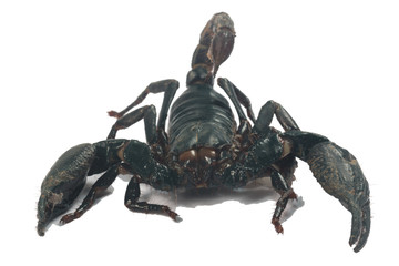 Big black Scorpion isolate on white background
