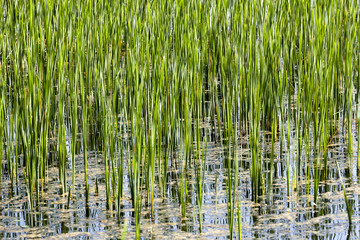 Grass in the water