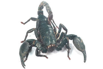Big black Scorpion isolate on white background
