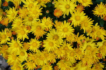 Yellow Mums