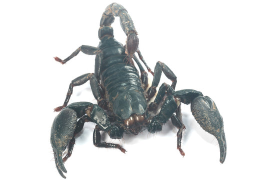 Big black Scorpion isolate on white background
