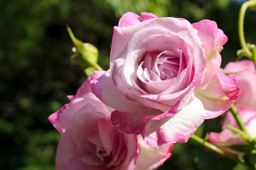 薔薇