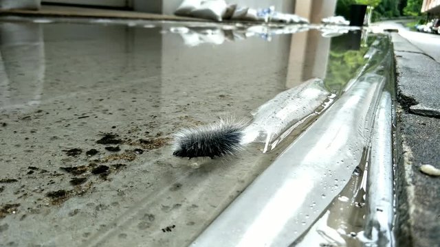 White hairy caterpillar trying to cross water on the street