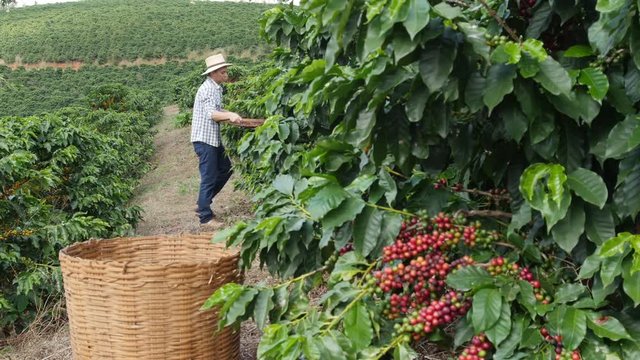 Workers collecting coffee plants