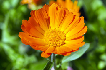 Orange calendula, close-up