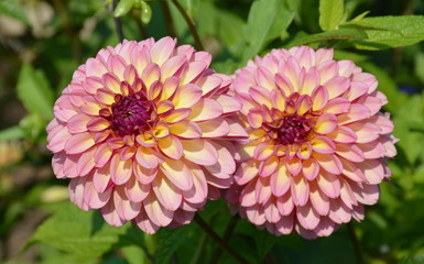 Dahlia Pair