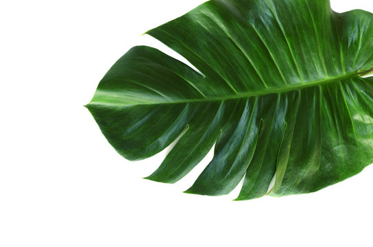 green leaf of monstera isolate on white background