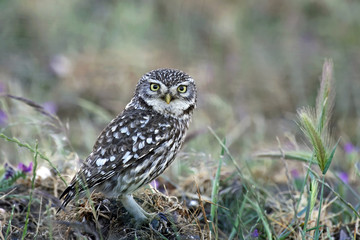 Little owl (Athene noctua)