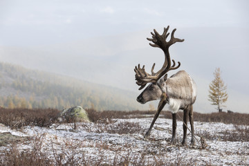 rein deer in a snow in northern Mongolia