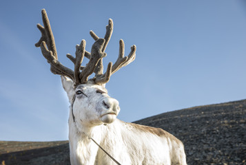 rein deer in northern Mongolia © katiekk2