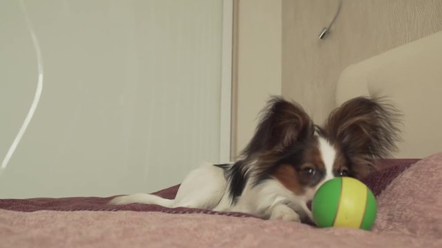 Papillon Continental Toy Spaniel puppy plays funny with ball stock footage video