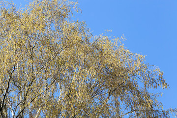 Spring time of the year