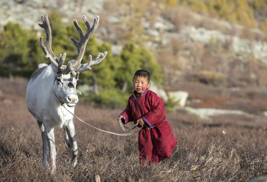 tsaatan boy, dressed in a traditional deel, with a reindeer