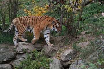 Tiger, zoo, wild, stripes