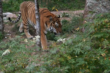 Fototapeta na wymiar Tiger, zoo, wild, stripes