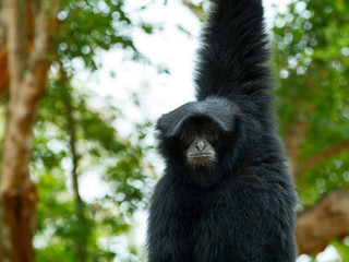 Close up of Siamnang Gibbon hanging itself on tree branch