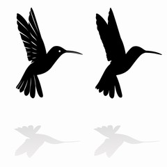 hummingbird silhouette, vector draw