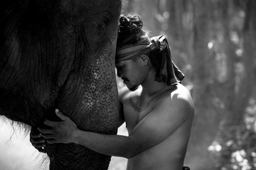 Słoń i mahout są przyjaciółmi w dzikim życiu - 172560584
