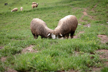 Masses of sheep are eating grass in farm.