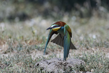 European bee-eater (Merops apiaster)