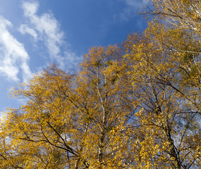 Yellowed leaves of birch
