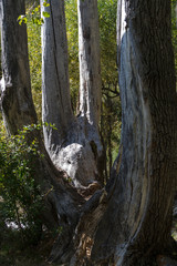 old dry poplar trunk