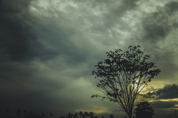 Fototapeta na wymiar Silhouettes of the trees. Beautiful sunset sky, color and dark tone.