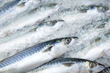 Closeup of Freshly-Caught Fishes in Ice
