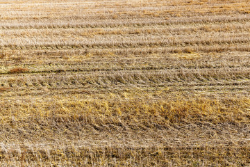 agricultural field and blue sky
