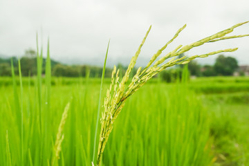 close up green rice grain in field