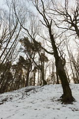 Deciduous trees in winter