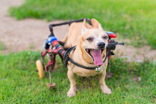 Cute little dog in wheelchair or cart walking in grass field..